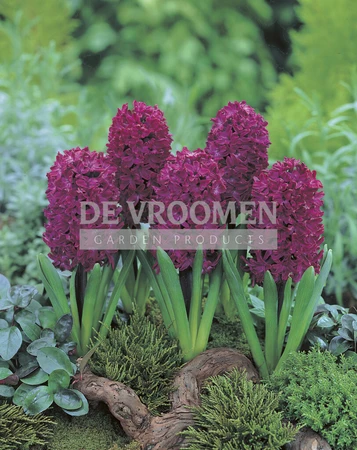 Hyacinth Woodstock