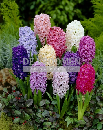 Hyacinths Mixed