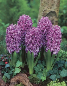 Hyacinths Purple Sensation