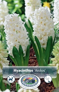 Hyacinthus Aiolos | Cappers 4 x 16