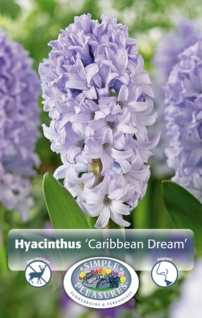 Hyacinthus Caribbean Dream | Cappers 4 x 16