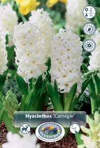 Hyacinthus Carnegie | 150 pce