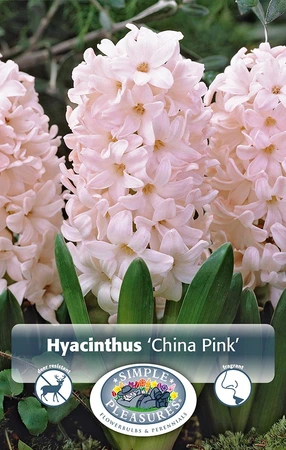 Hyacinthus China Pink | Cappers 4 x 16