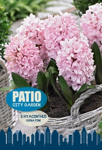 Hyacinthus China Pink | Cappers 5 x 20