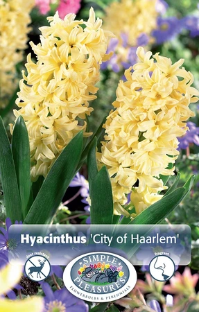 Hyacinthus City of Haarlem | Cappers 4 x 16