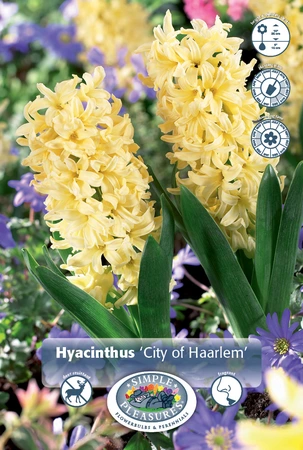 Hyacinthus City of Haarlem | 150 pce