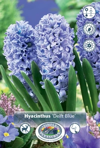 Hyacinthus Delft Blue | 150 pce