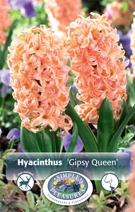 Hyacinthus Gipsy Queen | Cappers 4 x 16