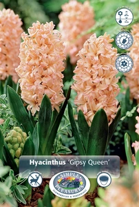 Hyacinthus Gypsy Queen | 150 pce