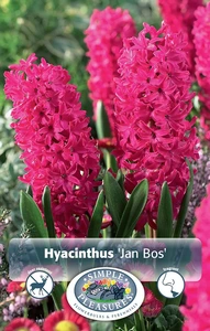 Hyacinthus Jan Bos | Cappers 4 x 16