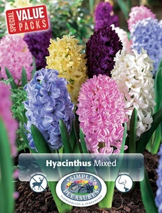 Hyacinthus mixed | Cappers 6 x 15