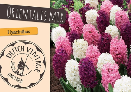 Hyacinthus Orientalis Mix | Cappers 6 x 16