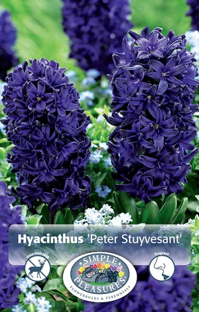 Hyacinthus Peter Stuyvesant | Cappers 4 x 16