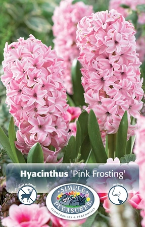 Hyacinthus Pink Frosting (Fondant) | Cappers 4 x 16