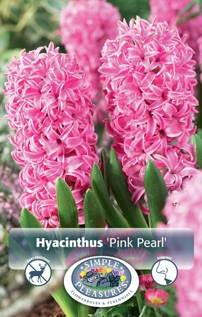 Hyacinthus Pink Pearl | Cappers 4 x 16