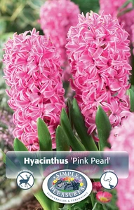 Hyacinthus Pink Pearl | 60 pce