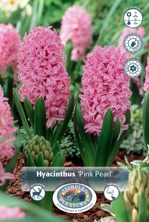 Hyacinthus Pink Pearl | 150 pce