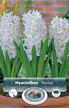 Hyacinthus Prepared Aiolos | 50 pce