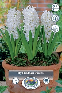 Hyacinthus Prepared Aiolos | 175 pce