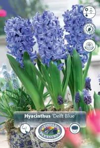 Hyacinthus Prepared Delft Blue | 50 pce