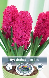 Hyacinthus Prepared Jan Bos | 50 pce