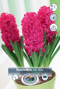 Hyacinthus Prepared Jan Bos | 175 pce