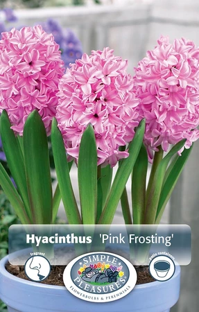 Hyacinthus Prepared Pink Frosting(Fondant) | 50 pce