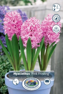 Hyacinthus Prepared Pink Frosting(Fondant) | 175 pce