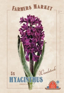 Hyacinthus Woodstock | Cappers 5 x 20