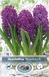 Hyacinthus Woodstock | Cappers 4 x 16