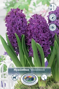 Hyacinthus Woodstock | 150 pce