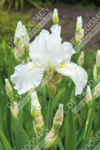 Iris Immortality | 18 pce