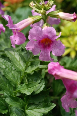 Incarvillea delavayi