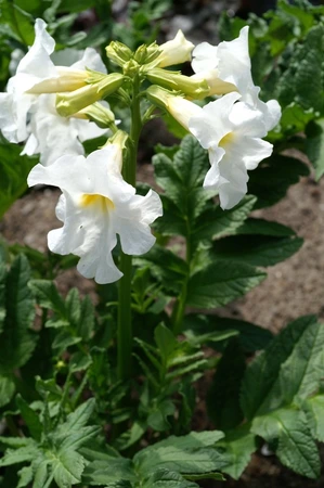 Incarvillea Snowtop