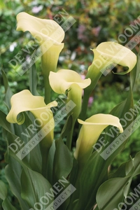 Calla Intimate Ivory | 25 pce