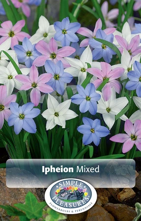 Ipheion Mixed | Cappers 15 x 20