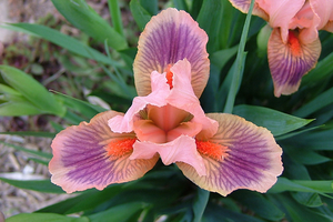 Iris Absolute Joy (mini Germanica)