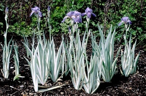 Iris Albo Variegata | 15 pce