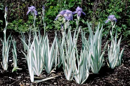 Iris Albo variegata | 18 pce