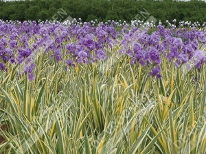 Iris Aureo Variegata