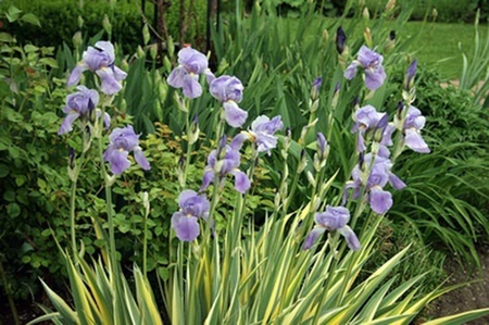 Iris Aureo Variegata