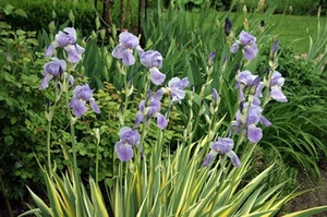 Iris Aureo Variegata