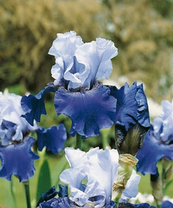 Iris Best Bet