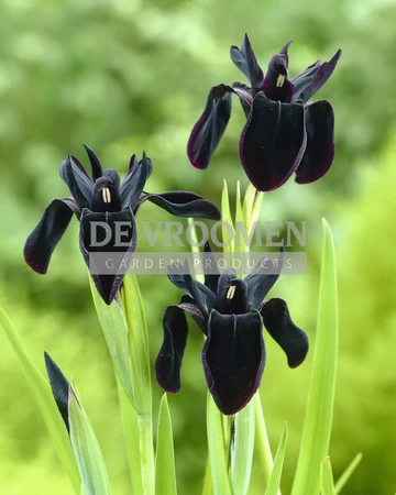 Iris Black Form | 200 pce