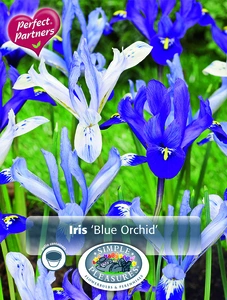 Iris Blue Orchids | Cappers 20 x 20