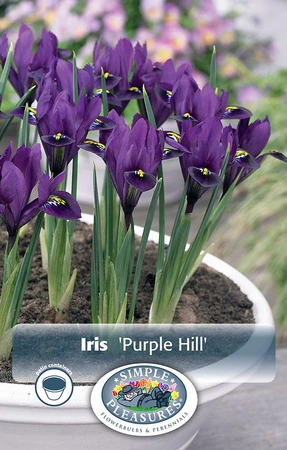 Iris Botiris Purple Hill | Cappers 12 x 20