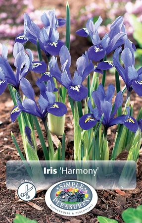 Iris Botiris Reticulata Harmony | Cappers 20 x 15