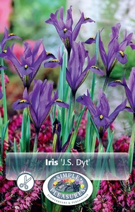 Iris Botiris Reticulata J.S. Dyt | Cappers 20 x 15