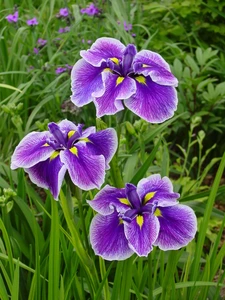 Iris Chrystal Halo (ensata)