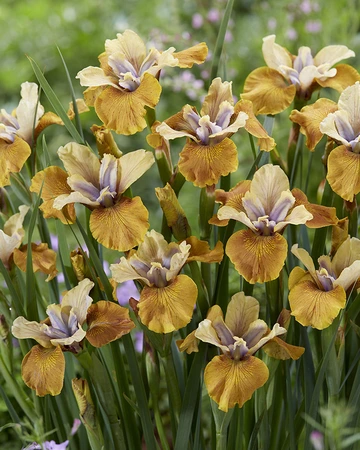 Iris Colonel Mustard